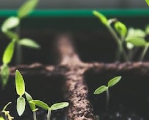 plants plants