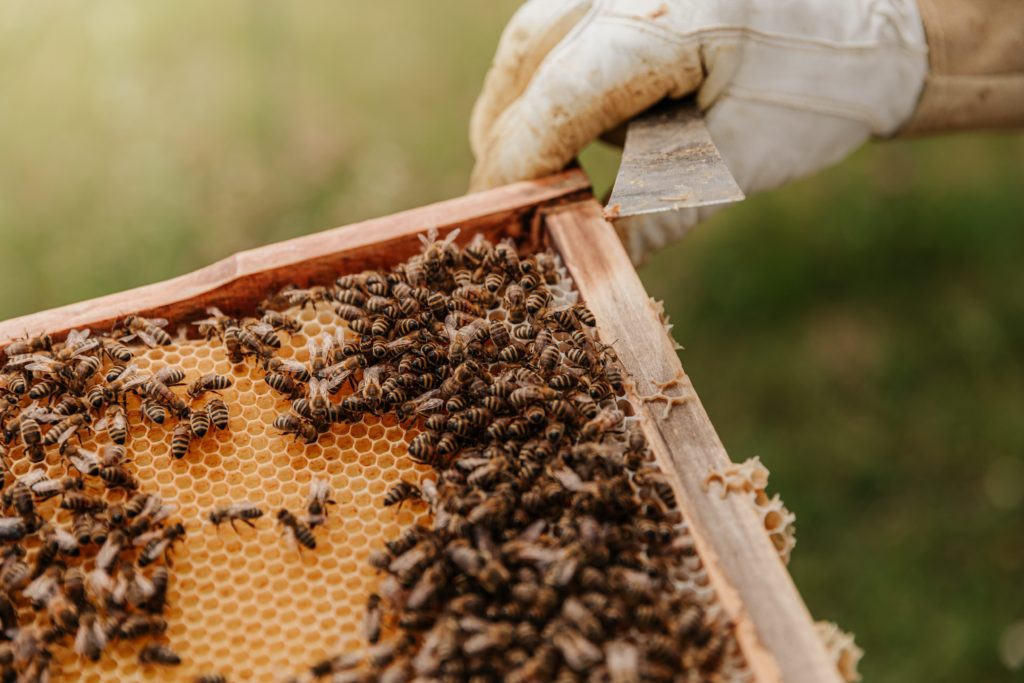 bees2