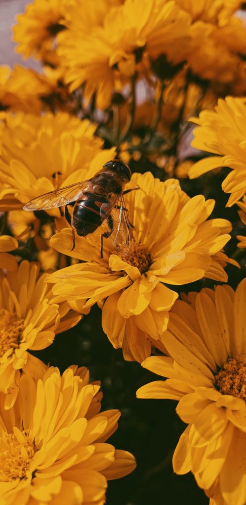 bees