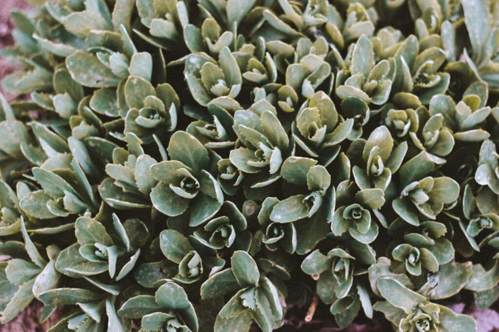andrea-tummons-MK7ApfuB4x4-unsplash