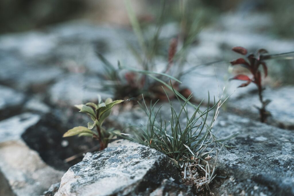 fabian-kleiser-CIdlJd0ZbrU-unsplash