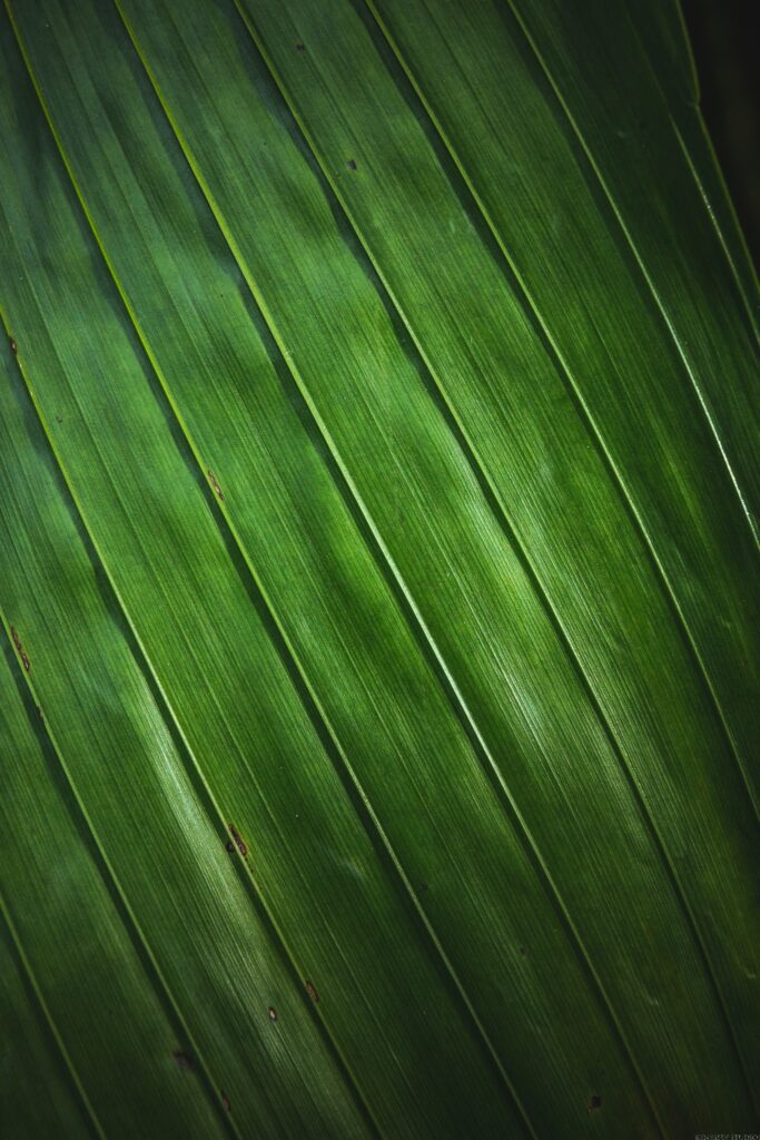 shawn-kenessey-6JcdvWPCUAw-unsplash